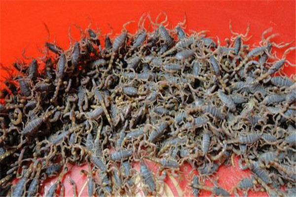 養蝎引種要注意什么問題