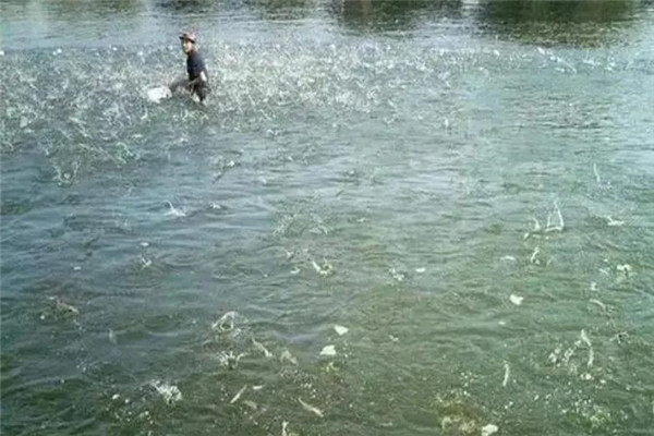 魚種怎么進行放養