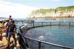 大黃魚仿生態養殖方法與技術要點
