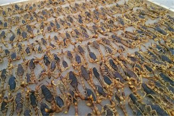 藥用全蝎的質量標準