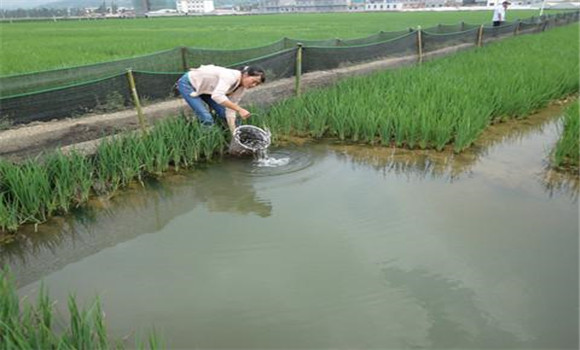 放養時間