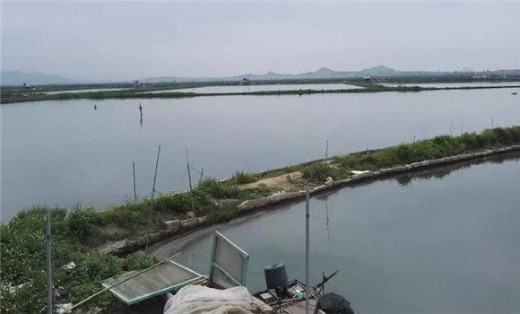 魚塘混養的方法