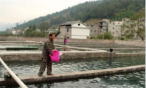 科學投喂調節提高養魚水質