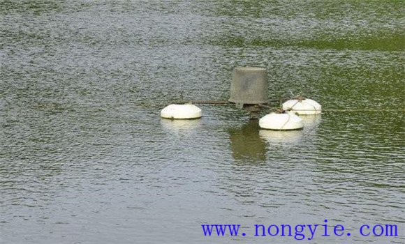夏季池塘養魚要注意調節水質
