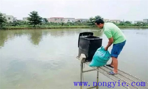 夏季池塘養魚要加強飼料投喂