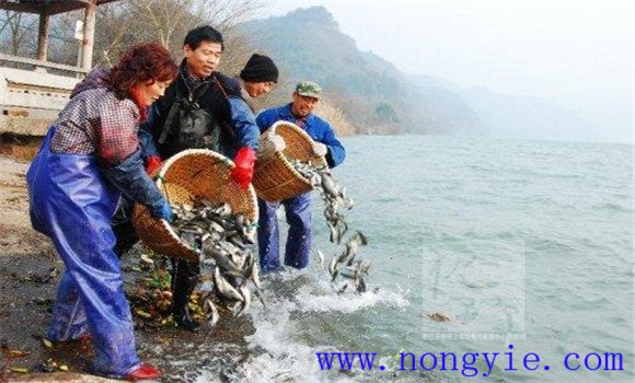 魚種放養