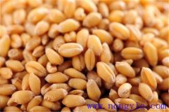 小麥種子冷凍還能發芽嗎 小麥種子發芽要什么條