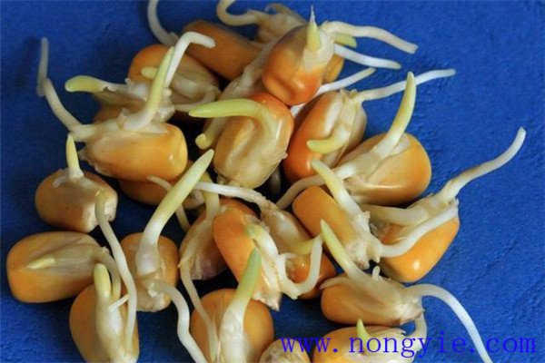 玉米種子發芽過程記錄