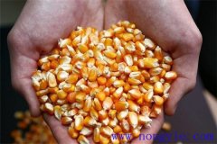 隔年的玉米種子還能發芽嗎？玉米畝用多少種子