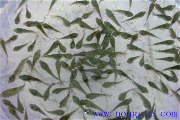 用豆漿培育魚種效果好