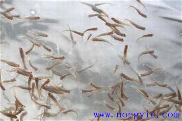 注意鑒別夏花優劣