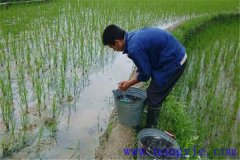稻田養魚技術：為什么說稻田養殖草魚更具優勢