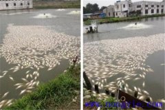 池塘魚中毒與泛塘有什么區別，如何辯別？