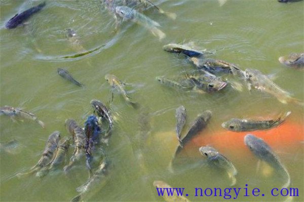 加強成魚飼養管理