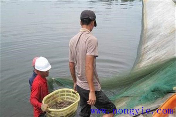 草魚養殖之魚種高產管理技術
