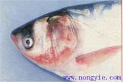 魚細菌性敗血癥的癥狀、發病原因和治療方法