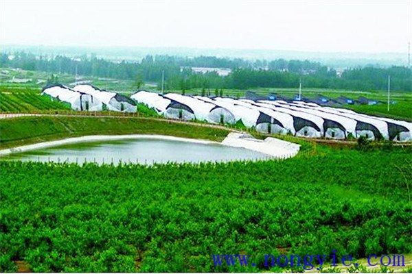 什么是現代大農業
