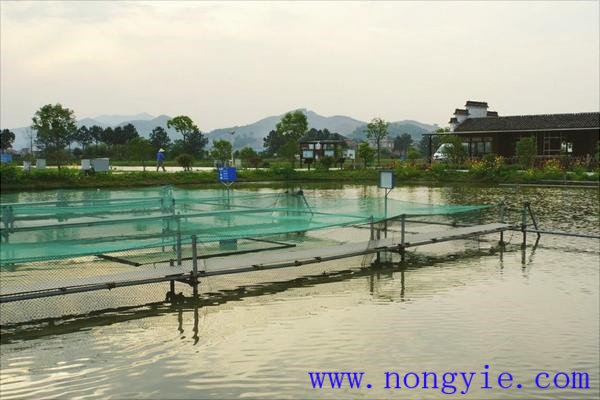 池塘養魚與大農業結合的必要性