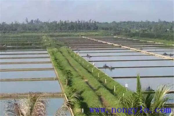 池塘養魚怎樣與大農業結合