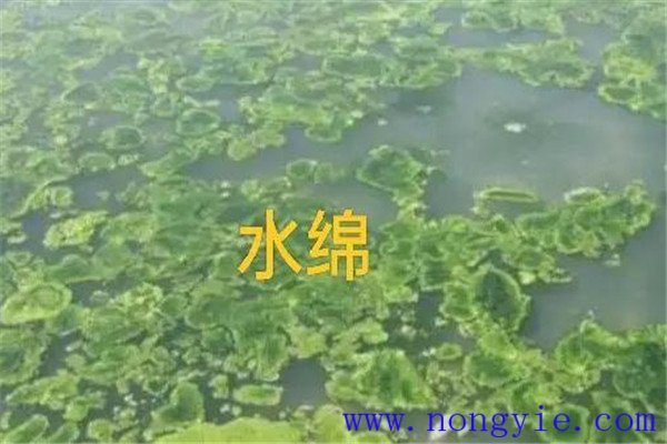 如何清除和控制水綿、水網藻和湖靛等敵害生物
