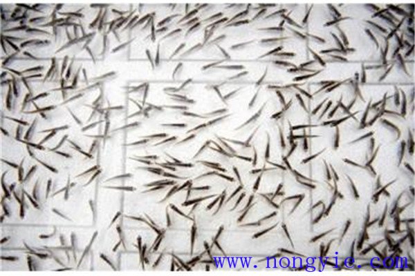魚種培育放養的品種比例