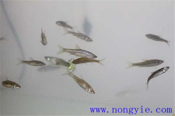 魚種放養的密度要求