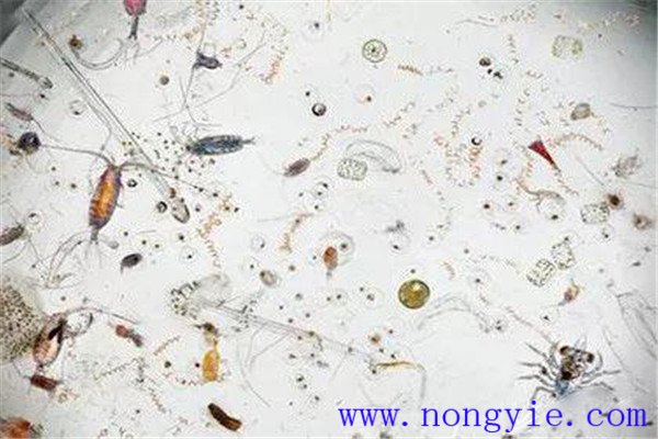 浮游生物有哪些 對魚類和水環境有什么作用