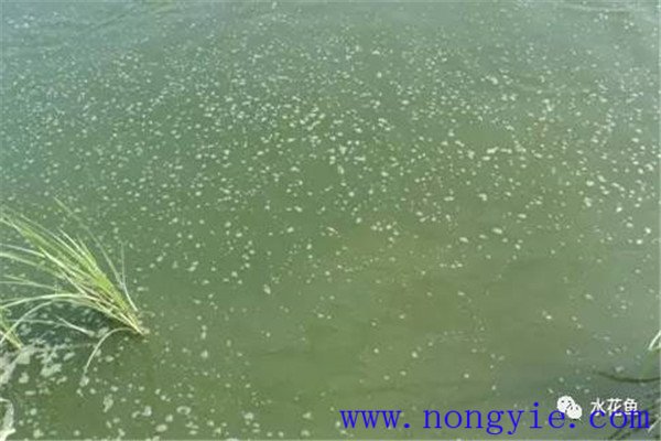 浮游植物對魚類和水環境有什么作用與影響