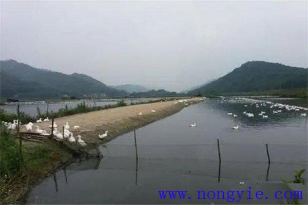 魚、鵝綜合養殖的模式