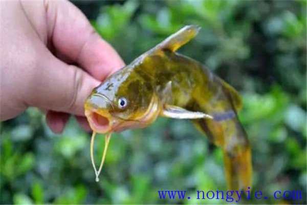 定期檢查飼養魚類的生長情況