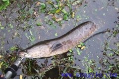 怎樣增加黑魚餌料來源 養殖黑魚的日常管理方法
