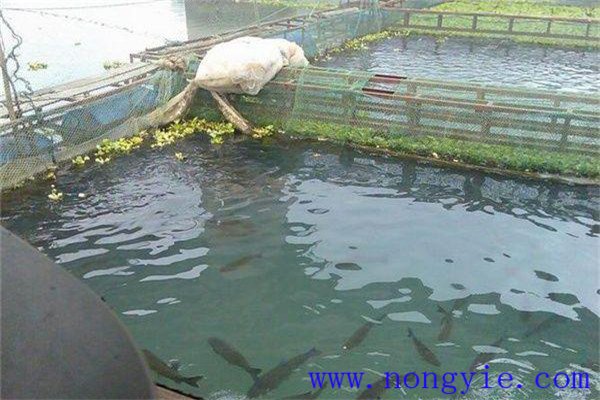 養殖黑魚的日常管理方法