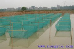 黑魚1齡魚苗放養密度、培育方法和越冬管理
