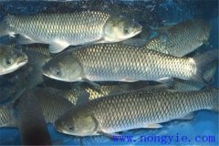 草魚高效生態囤養管理模式簡介與經濟效益分析