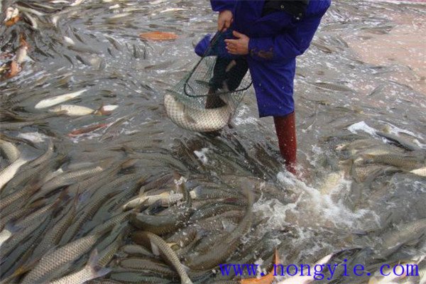 草魚囤養經濟效益分析
