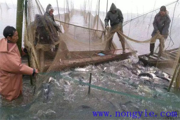 草魚囤養的經驗與體會
