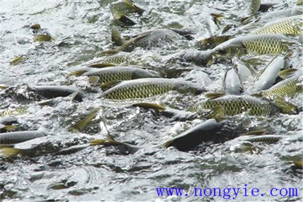 魚類混養可提高經濟效益