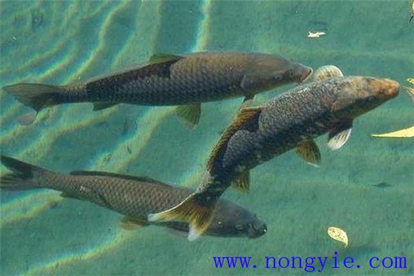 魚類混養可充分利用池塘空間