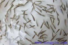 怎樣高效益養殖異育銀鯽 其魚苗魚種如何培育？