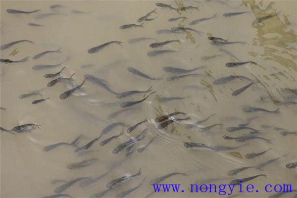 放養魚苗的季節要求