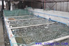 如何選擇魚苗、魚種池，又怎樣清整、施肥