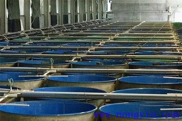 我國工廠化養魚概況