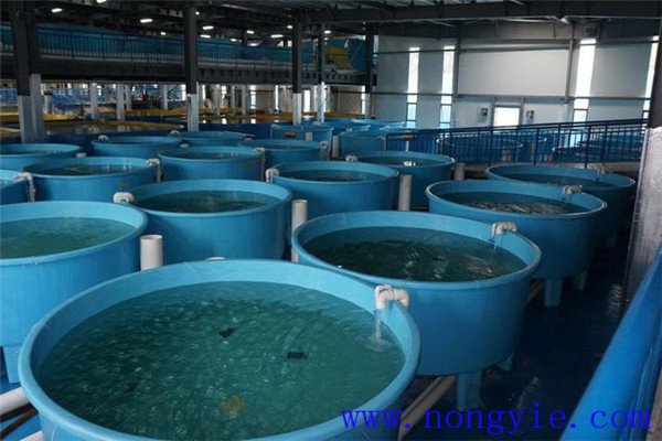 工廠化養魚關鍵技術要點