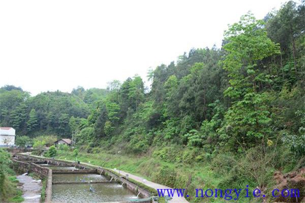 河道流水養殖