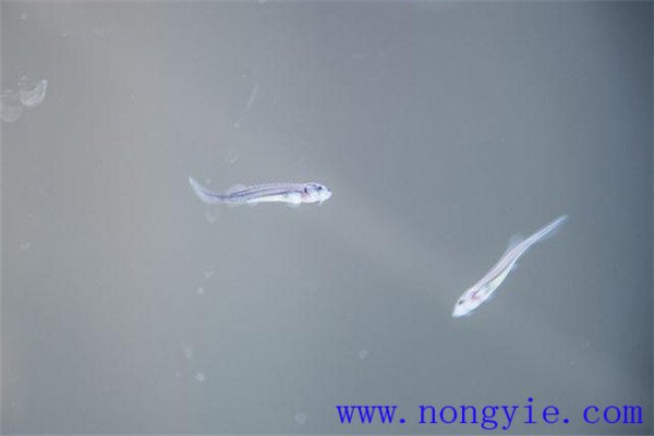 家魚人工繁殖魚苗需要哪些生態條件