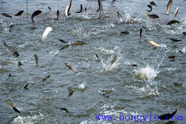 魚塘養魚需不需要講究技術