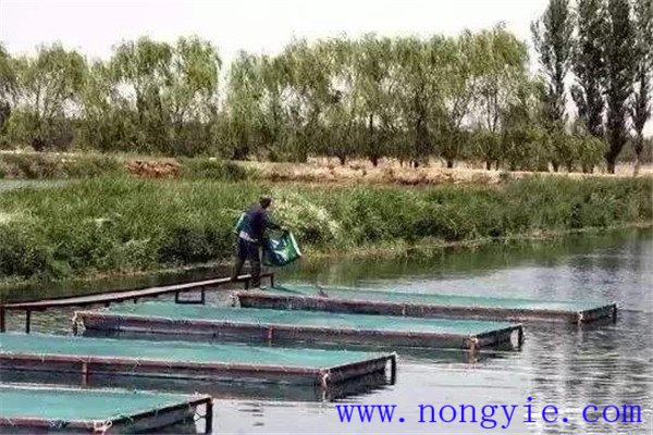魚塘養魚日常管理的十大內容