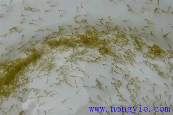 魚苗暫養后才可下塘