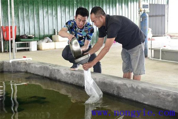 四種生魚養殖模式簡介