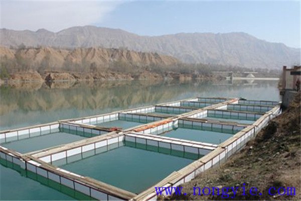 因魚而異確定建設規范